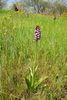 Orchis purpurea - foto di Paolo Caciagli
per ingrandire la foto cliccare sulla miniatura (643 Kb)